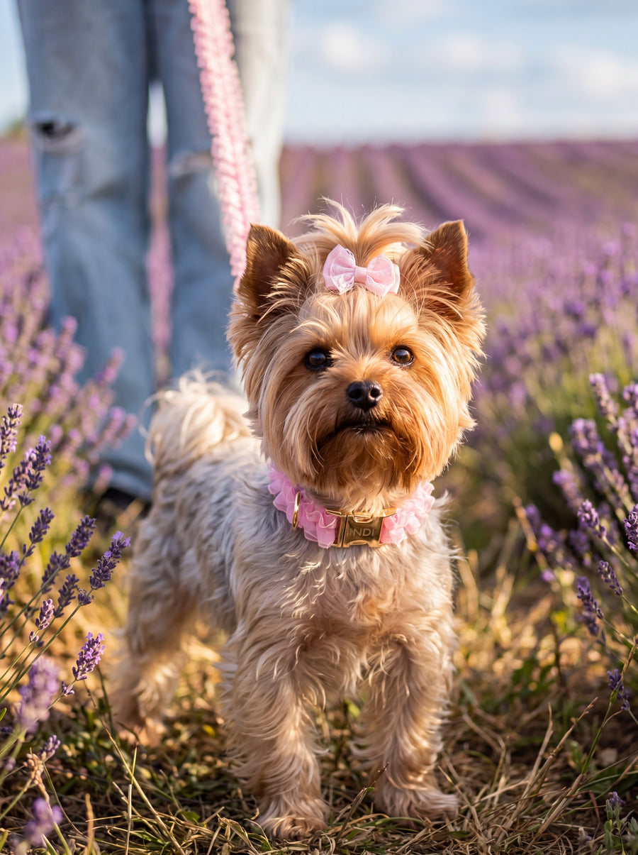 Personalisierbares Luxus Hundehalsband + Leine Set Rosa Rüschen mit Namensgravur | ExklusivePet