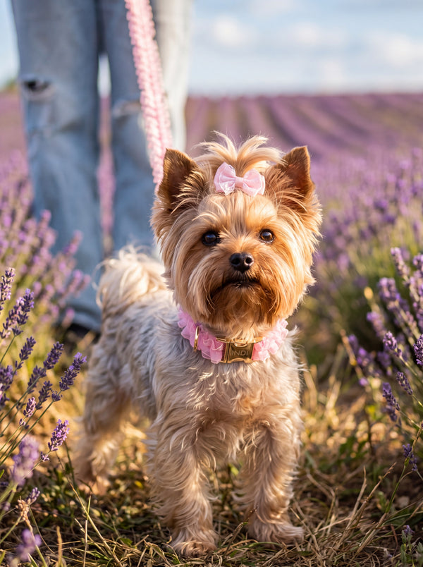 Personalisierbares Luxus Hundehalsband + Leine Set Rosa Rüschen mit Namensgravur | ExklusivePet